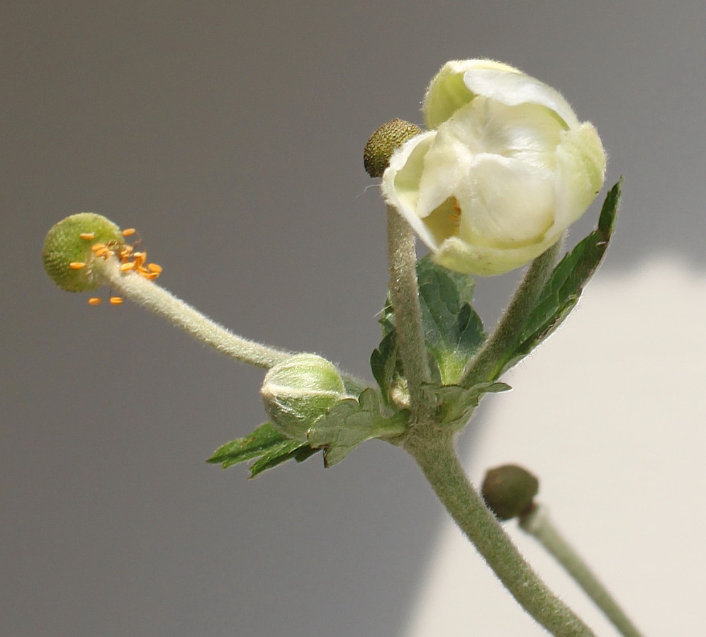 Image of Anemone vitifolia specimen.