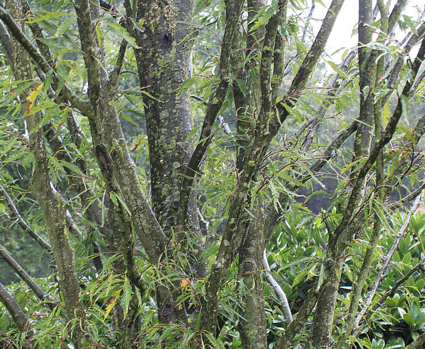 Image of Fagus sylvatica specimen.