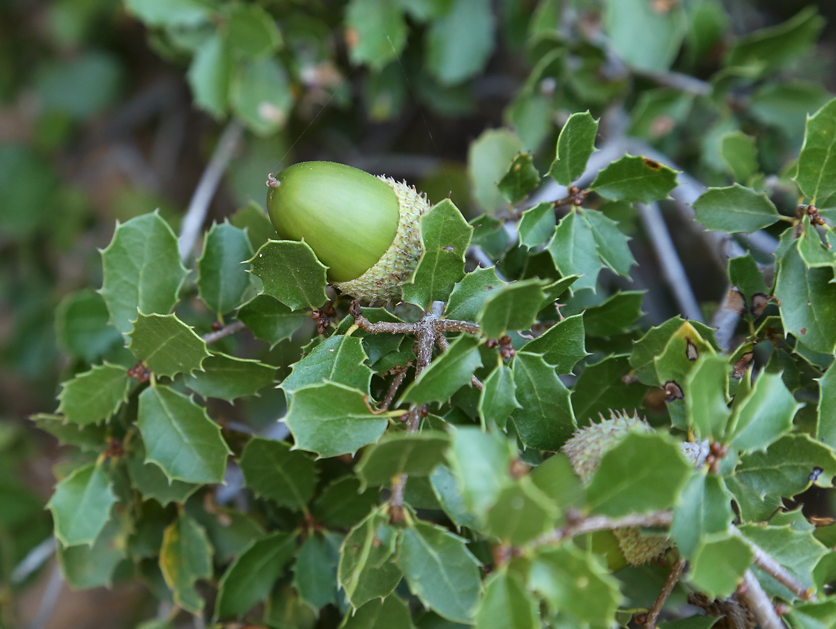 Изображение особи Quercus coccifera.