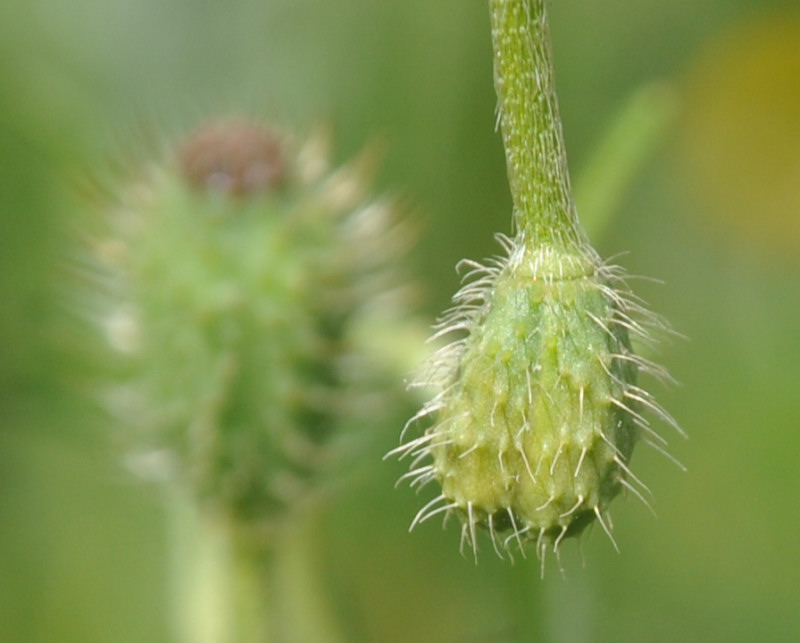 Изображение особи Papaver hybridum.