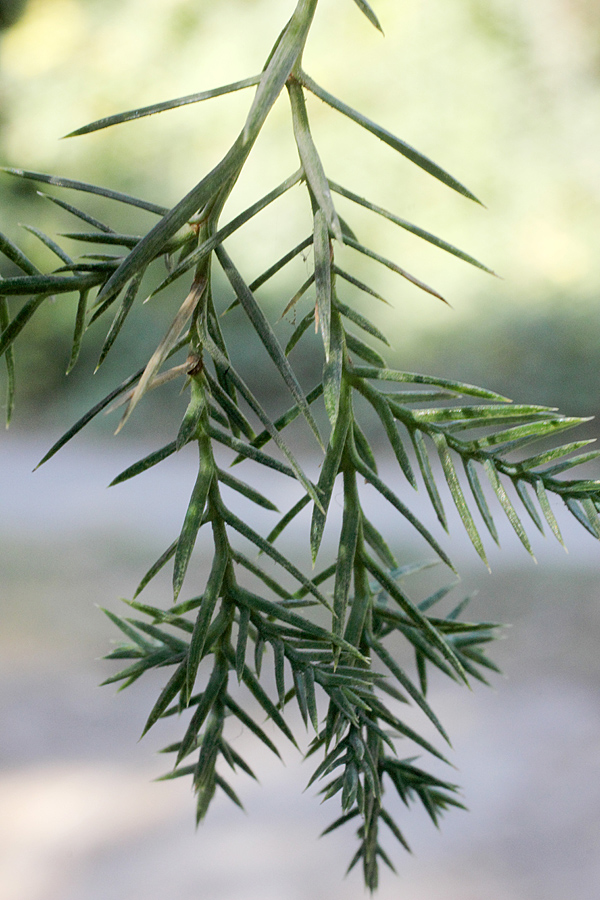 Изображение особи Juniperus chinensis.