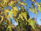 Betula form dalecarlica