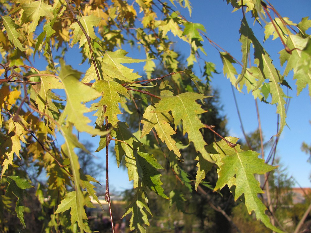 Image of Betula pendula f. dalecarlica specimen.