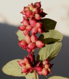 Symphoricarpos × doorenbosii. Верхушка побега с соплодиями. Германия, г. Кемпен, у прогулочной дорожки. 11.11.2012.