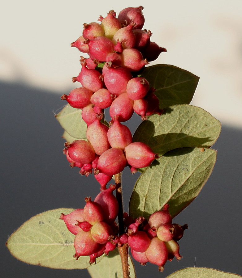 Image of Symphoricarpos &times; doorenbosii specimen.