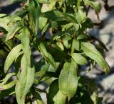 Antirrhinum majus