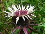 Carlina acaulis