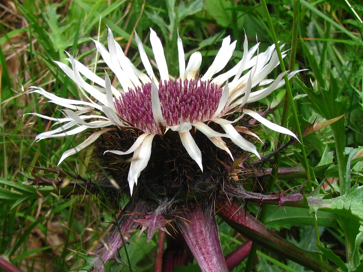 Изображение особи Carlina acaulis.