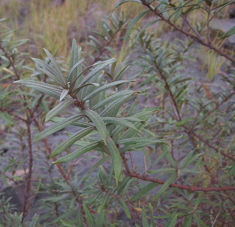 Image of Hippophae rhamnoides specimen.