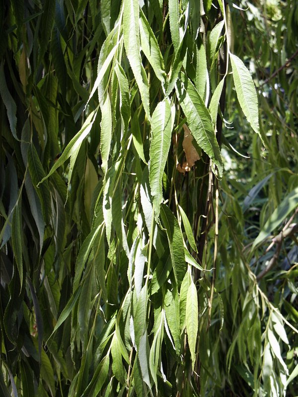 Image of Salix babylonica specimen.
