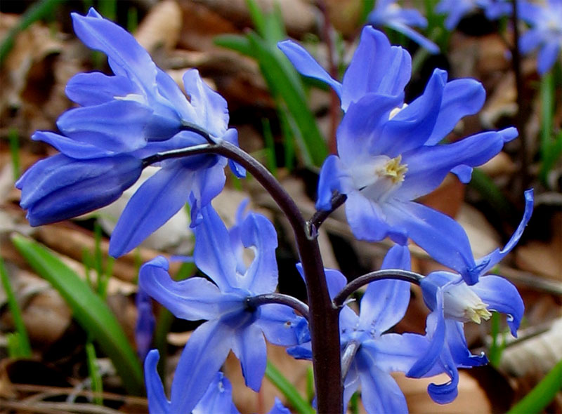 Изображение особи Chionodoxa sardensis.