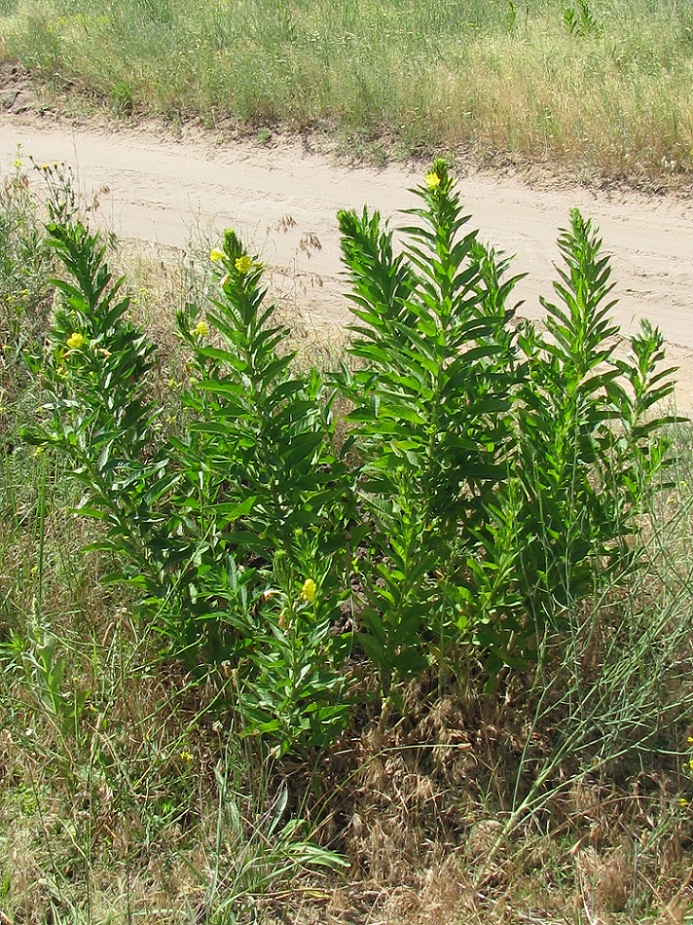 Image of Oenothera biennis specimen.