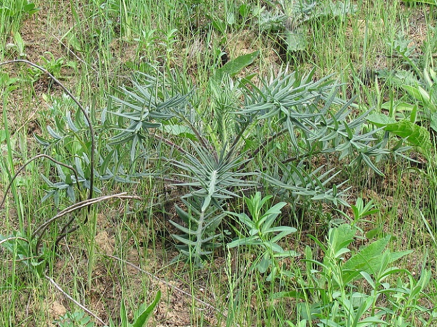 Изображение особи Cirsium polonicum.