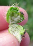Papaver hybridum