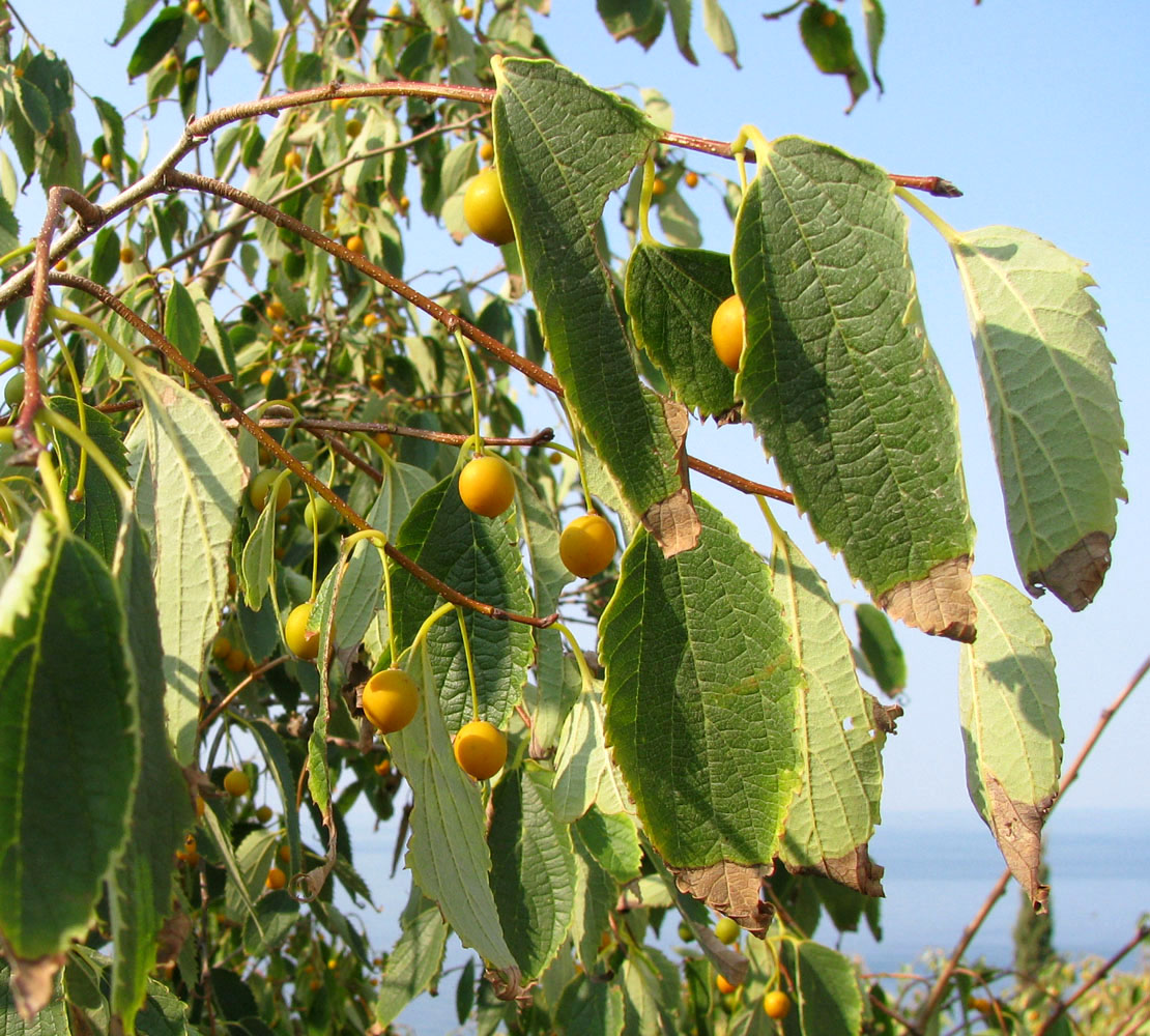 Image of genus Celtis specimen.