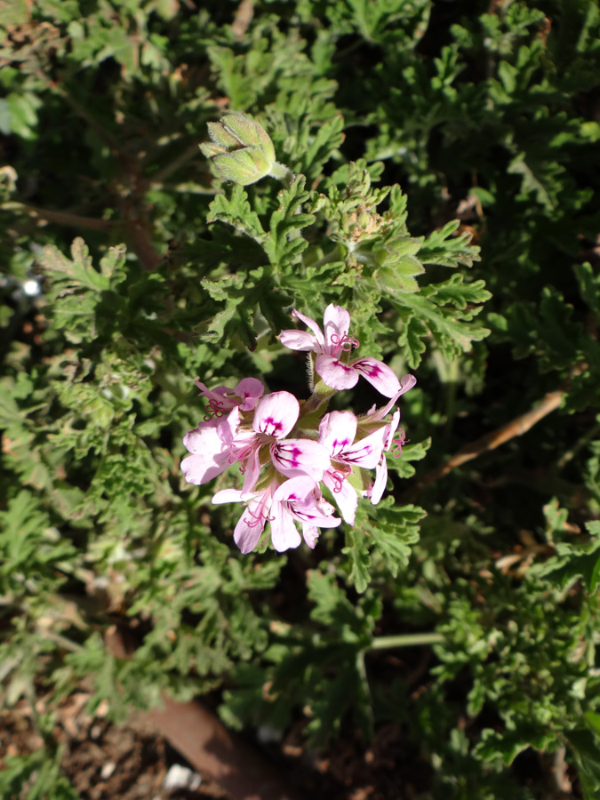 Изображение особи Pelargonium graveolens.