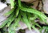 Asplenium trichomanes. Растение среди камней. Хорватия, Лика-Сень, Национальный парк «Плитвицкие озёра», склон каньона с р. Корана и озерами. 05.09.2012.