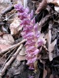 Lathraea squamaria
