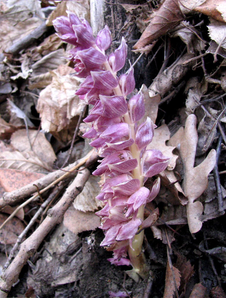 Image of Lathraea squamaria specimen.