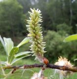 Salix gmelinii