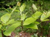 Calycanthus chinensis