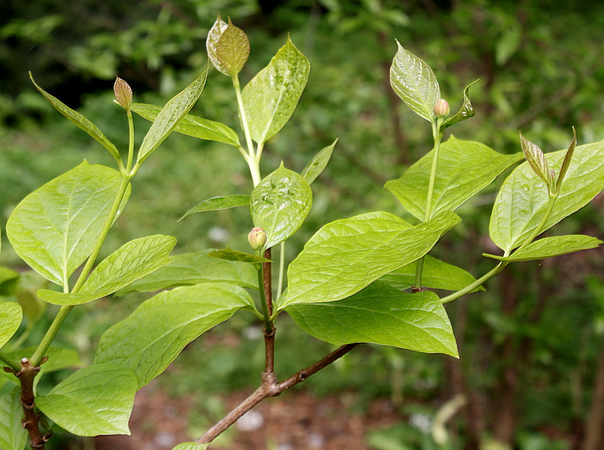 Изображение особи Calycanthus chinensis.