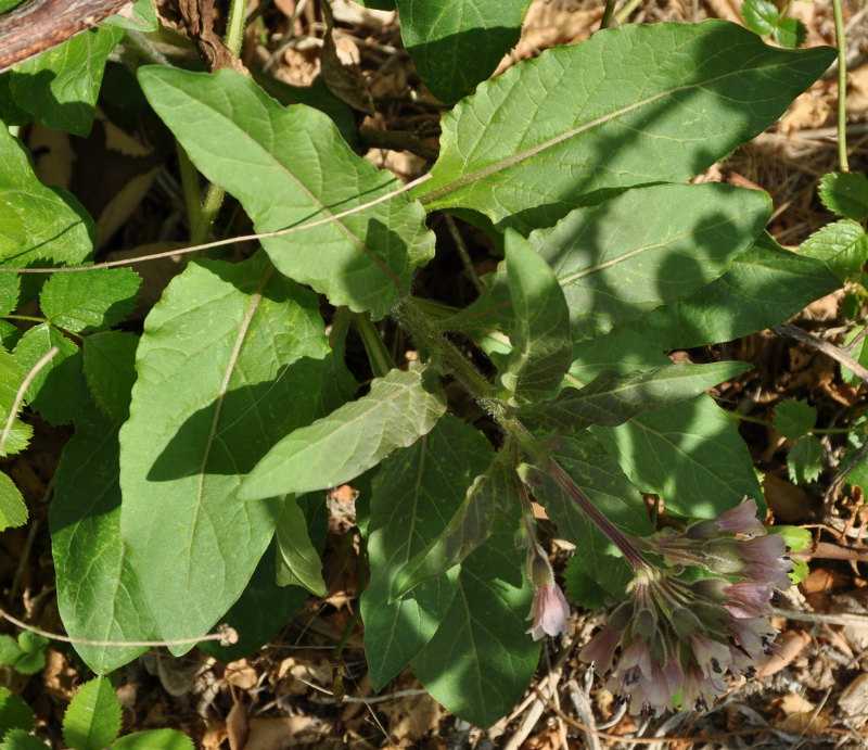 Image of Physochlaina orientalis specimen.