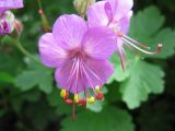 Geranium macrorrhizum