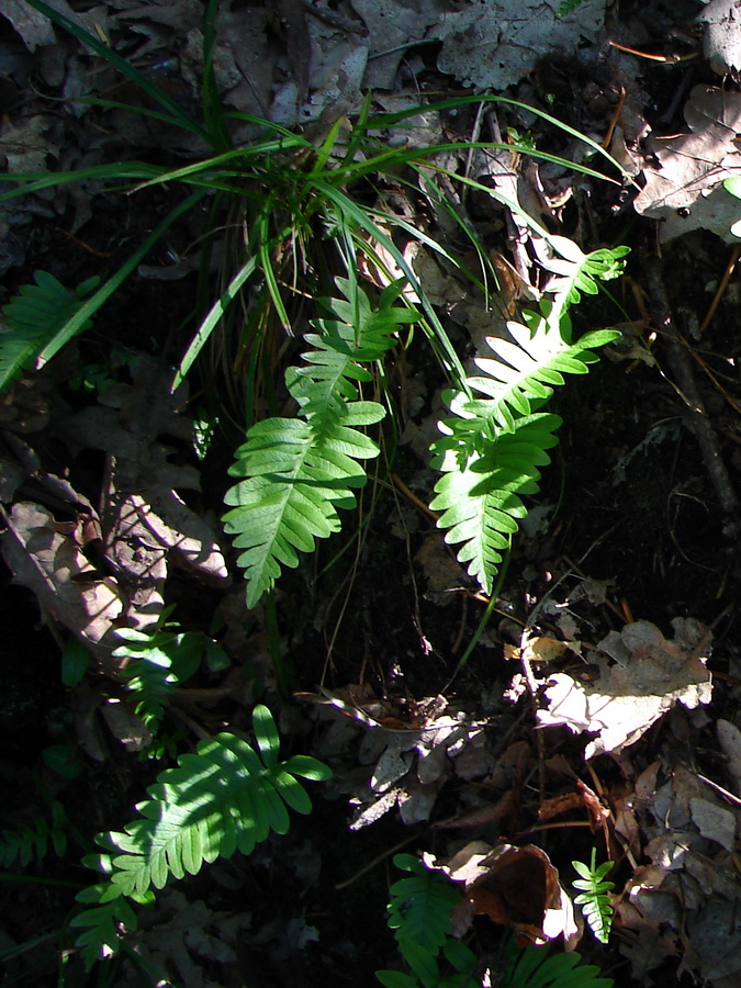 Изображение особи Polypodium vulgare.