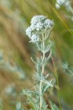 Teucrium capitatum