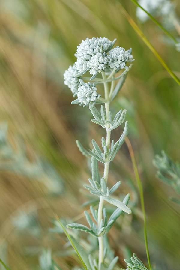 Изображение особи Teucrium capitatum.