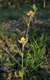 Helianthemum lasiocarpum. Верхушка плодоносящего растения. Крым, Карадагский заповедник, степная терраса. 7 июля 2013 г.