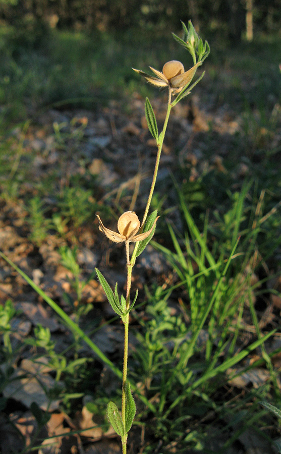 Image of Helianthemum lasiocarpum specimen.