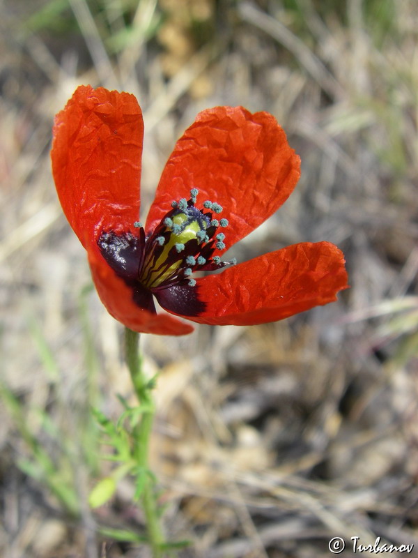 Изображение особи Papaver minus.