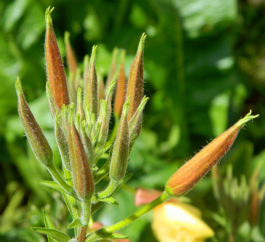 Image of Oenothera glazioviana specimen.