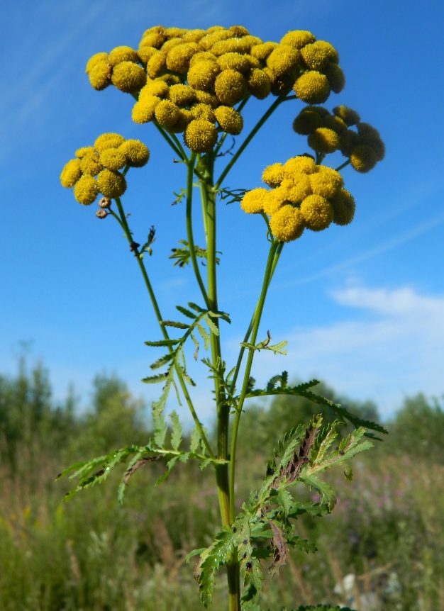 Image of Tanacetum vulgare specimen.