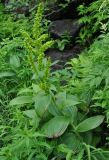 Veratrum oxysepalum. Цветущее растение. Камчатский край, Ключевская группа вулканов, окрестности перевала Толуд. 19.07.2013.