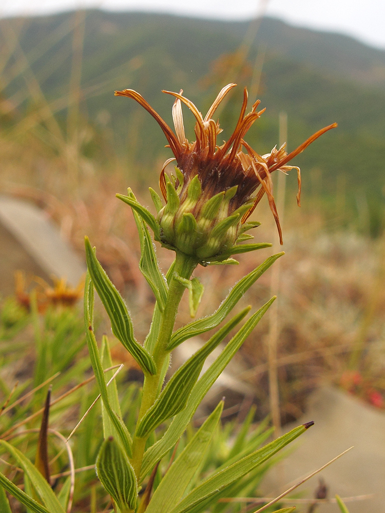 Изображение особи Inula ensifolia.