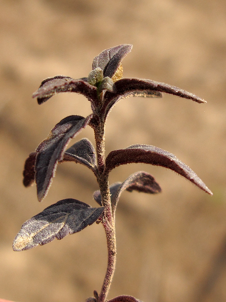 Изображение особи Teucrium chamaedrys.