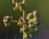 Atriplex patula