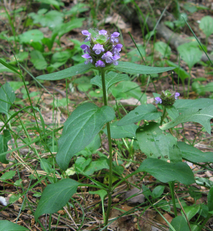 Image of Prunella vulgaris specimen.