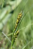 Carex melanostachya