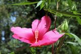 Hibiscus &times; hybridus