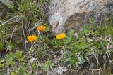 Erigeron aurantiacus. Цветущие растения. Казахстан, Заилийский Алатау, перевал Талгар, 3200 м н.у.м. 30.06.2013.
