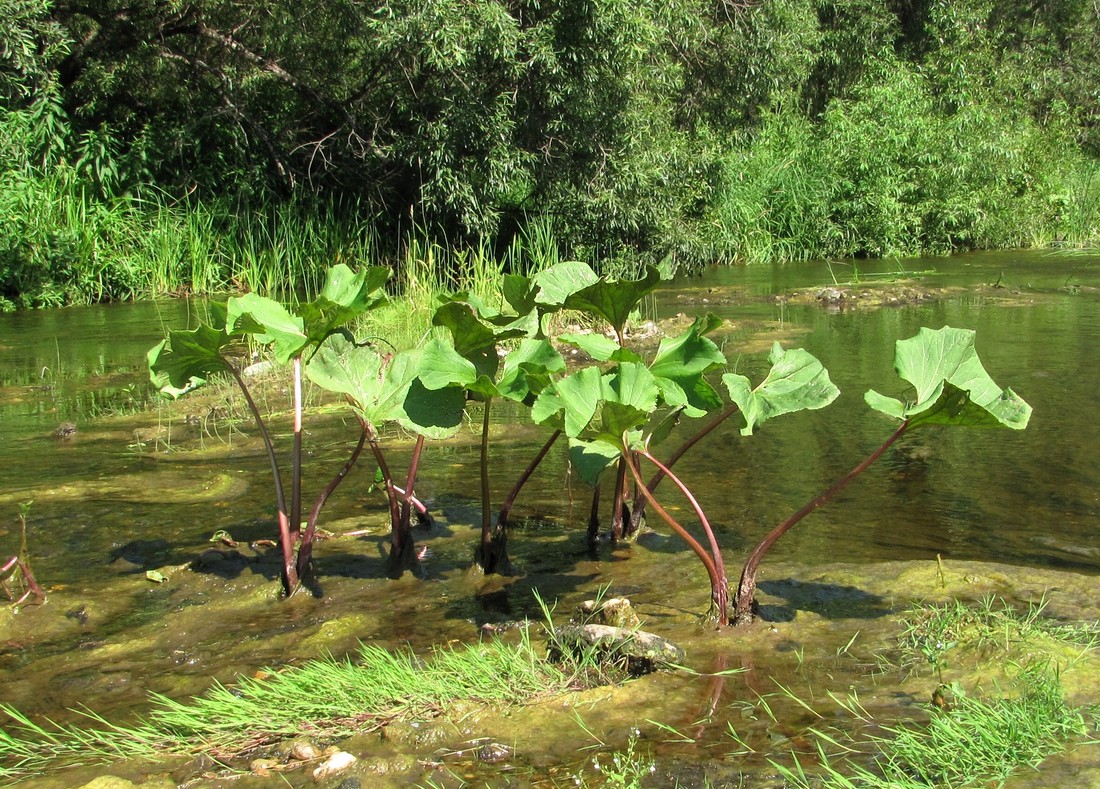 Image of Petasites radiatus specimen.