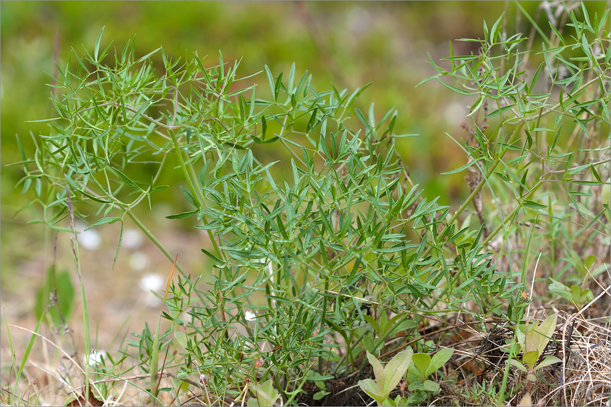 Image of Cenolophium fischeri specimen.