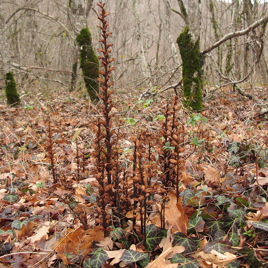 Image of Orobanche laxissima specimen.