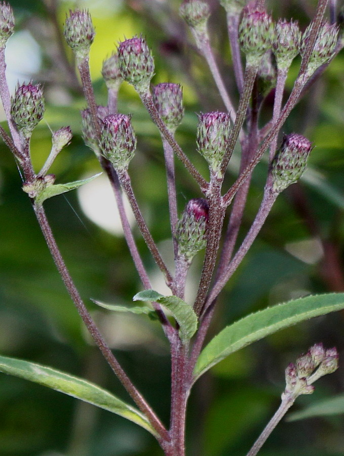 Изображение особи Vernonia gigantea.