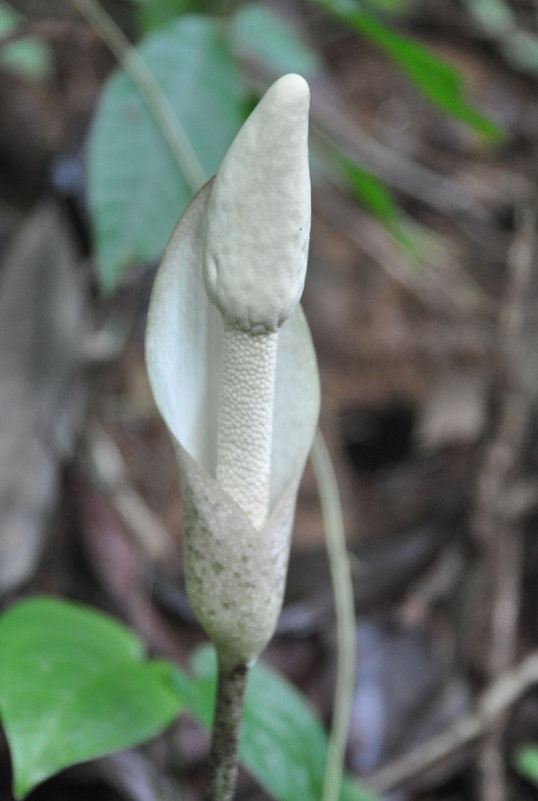 Изображение особи Amorphophallus excentricus.