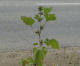 Image of taxon representative. Author is Людмила Паламарчук